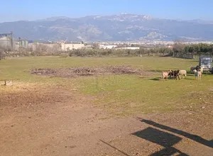Αγροτεμάχια 9.000 τ.μ. για πώληση