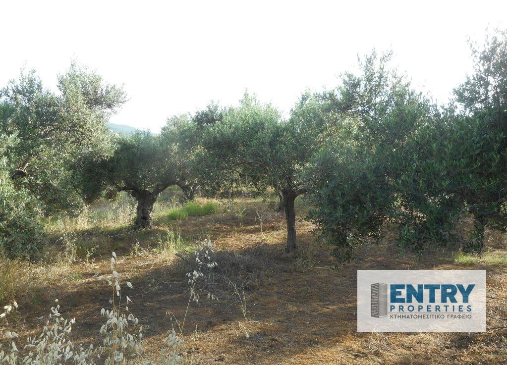 Αγροτεμάχια 10.000 τ.μ. πρός πώληση, Ν. Χανίων, Μουσούροι