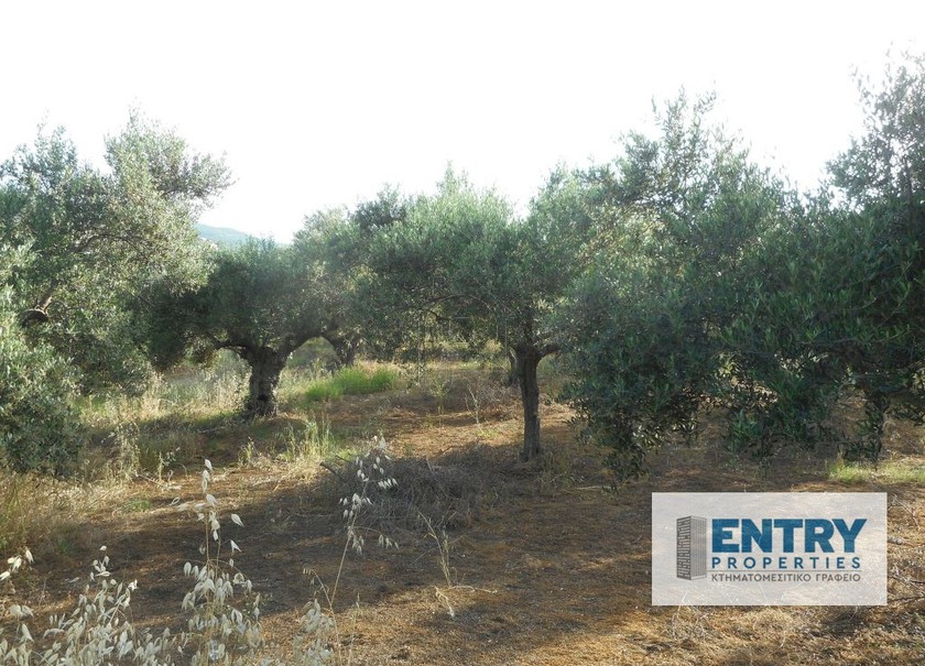 Parcel 10.000sqm for sale-Mousouroi » Vatolakkos