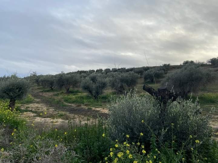 Parcel 5.000 sqm for sale