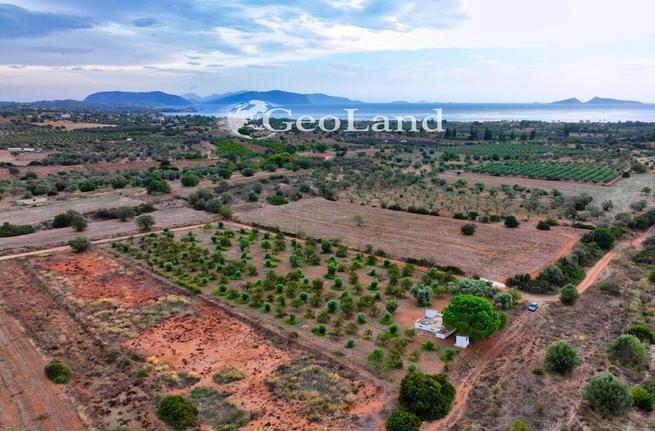 Αγροτεμάχια 8.253 τ.μ. για πώληση, Αργολίδα, Κρανίδι