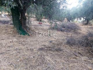 Οικόπεδο 720 τ.μ. για πώληση, Αχαΐα, Μεσσατίδα-thumb-1