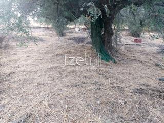 Οικόπεδο 720 τ.μ. για πώληση, Αχαΐα, Μεσσατίδα-thumb-4