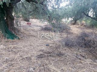 Οικόπεδο 720 τ.μ. για πώληση, Αχαΐα, Μεσσατίδα-thumb-9