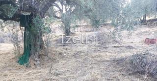 Οικόπεδο 720 τ.μ. για πώληση, Αχαΐα, Μεσσατίδα-thumb-12