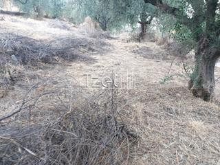 Οικόπεδο 720 τ.μ. για πώληση, Αχαΐα, Μεσσατίδα-thumb-14