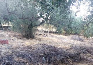 Οικόπεδο 720 τ.μ. για πώληση, Αχαΐα, Μεσσατίδα-thumb-16