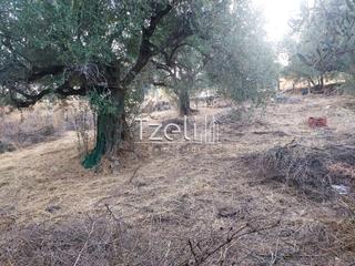 Οικόπεδο 720 τ.μ. για πώληση, Αχαΐα, Μεσσατίδα-thumb-22