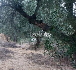Οικόπεδο 720 τ.μ. για πώληση, Αχαΐα, Μεσσατίδα-thumb-23
