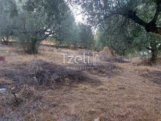 Οικόπεδο 720 τ.μ. για πώληση, Αχαΐα, Μεσσατίδα-thumb-24