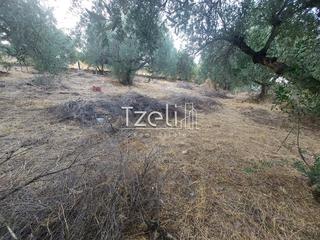Οικόπεδο 720 τ.μ. για πώληση, Αχαΐα, Μεσσατίδα-thumb-29