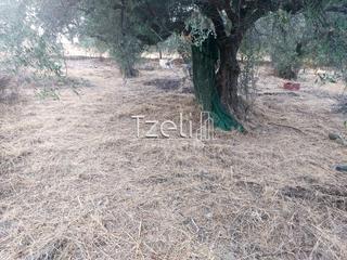 Αγροτεμάχια 960 τ.μ. για πώληση, Αχαΐα, Παραλία-thumb-1