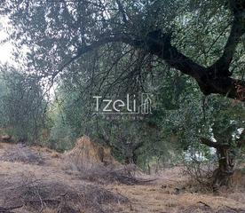 Αγροτεμάχια 960 τ.μ. για πώληση, Αχαΐα, Παραλία-thumb-11