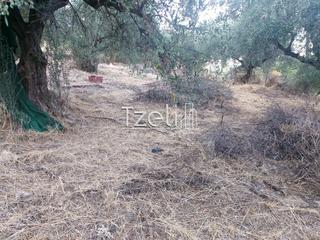 Αγροτεμάχια 960 τ.μ. για πώληση, Αχαΐα, Παραλία-thumb-13