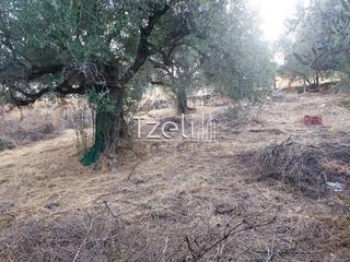 Αγροτεμάχια 960 τ.μ. για πώληση, Αχαΐα, Παραλία-thumb-17