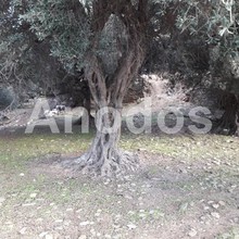 Land plot 1.000sqm for sale-Andros » Chora