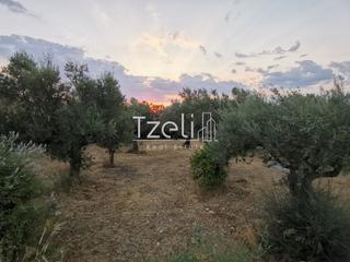 Οικόπεδο 620 τ.μ. για πώληση, Αχαΐα, Μεσσατίδα-thumb-7