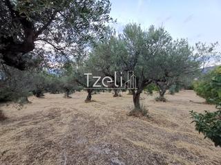Οικόπεδο 620 τ.μ. για πώληση, Αχαΐα, Μεσσατίδα-thumb-12