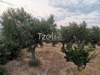 Οικόπεδο 620 τ.μ. για πώληση, Αχαΐα, Μεσσατίδα-thumb-29