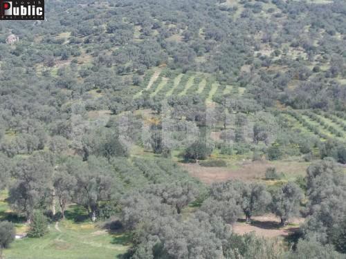 Οικόπεδο 9.180τ.μ. για πώληση-Κουρήτες » Αγία παρασκευή