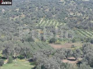 Οικόπεδο 9.180 τ.μ. για πώληση