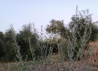 Οικόπεδο 2.000 τ.μ. για πώληση, Αχαΐα, Παραλία-thumb-2