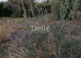 Οικόπεδο 2.000 τ.μ. για πώληση, Αχαΐα, Παραλία-thumb-8