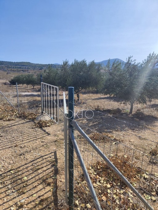 Αγροτεμάχια 8.000 τ.μ. για πώληση
