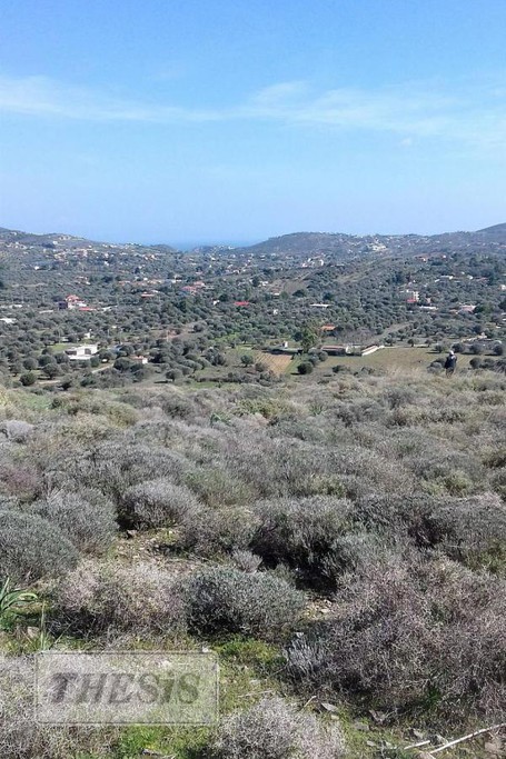 Αγροτεμάχια 7.500τ.μ. για πώληση-Κερατέα » Άγιος γεώργιος θορικού