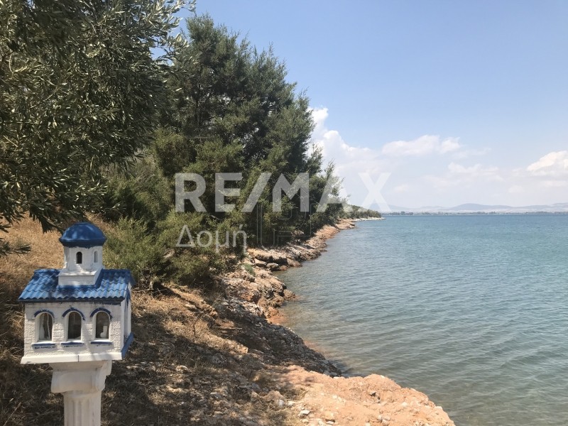 Αγροτεμάχια 25.656 τ.μ. για πώληση
