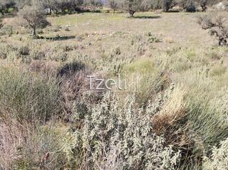 Οικόπεδο 13.000 τ.μ. για πώληση, Αχαΐα, Μεσσατίδα-thumb-8