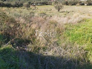 Οικόπεδο 13.000 τ.μ. για πώληση, Αχαΐα, Μεσσατίδα-thumb-25