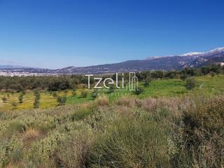 Οικόπεδο 24.000 τ.μ. για πώληση, Αχαΐα, Μεσσατίδα-thumb-23