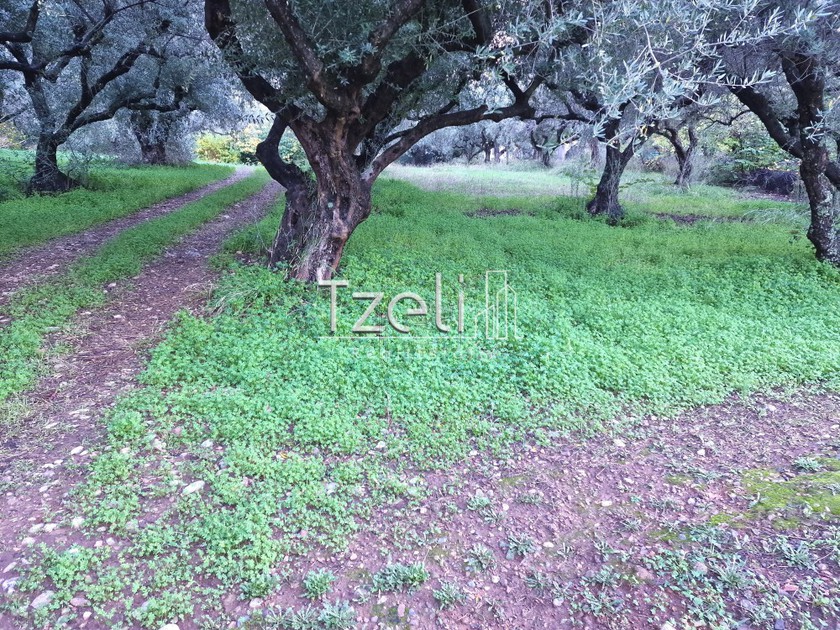 Land plot 780sqm for sale-Patra » Agyia