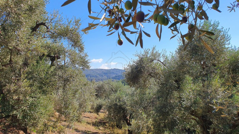 Parcel 14.438sqm for sale-Milies » Stavrodromi