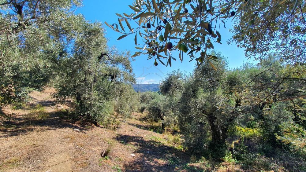 Αγροτεμάχια 14.438 τ.μ. πρός πώληση, Μαγνησία, Μηλιές