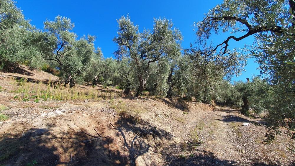 Αγροτεμάχια 14.438 τ.μ. πρός πώληση, Μαγνησία, Μηλιές