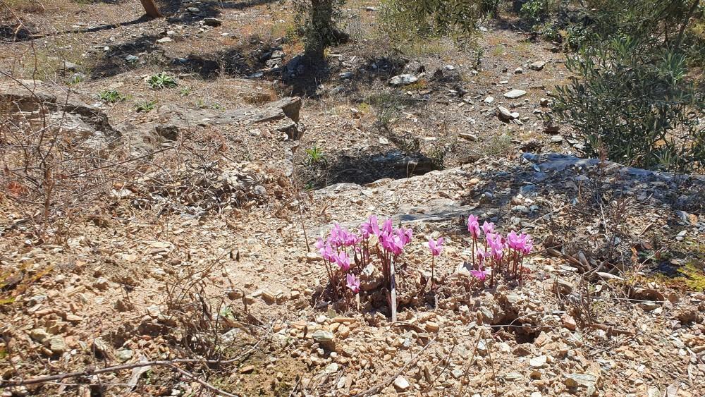 Αγροτεμάχια 14.438 τ.μ. πρός πώληση, Μαγνησία, Μηλιές