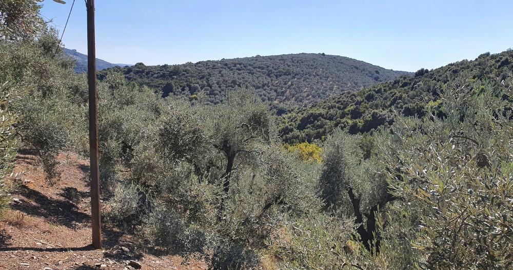 Αγροτεμάχια 14.438 τ.μ. πρός πώληση, Μαγνησία, Μηλιές