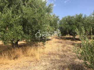 Οικόπεδο 10.000 τ.μ. για πώληση, Ν. Λασιθίου, Ιεράπετρα-thumb-1