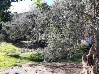 Οικόπεδο 342 τ.μ. για πώληση, Αχαΐα, Μεσσατίδα-thumb-21