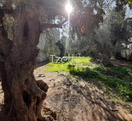 Οικόπεδο 342 τ.μ. για πώληση, Αχαΐα, Μεσσατίδα-thumb-28
