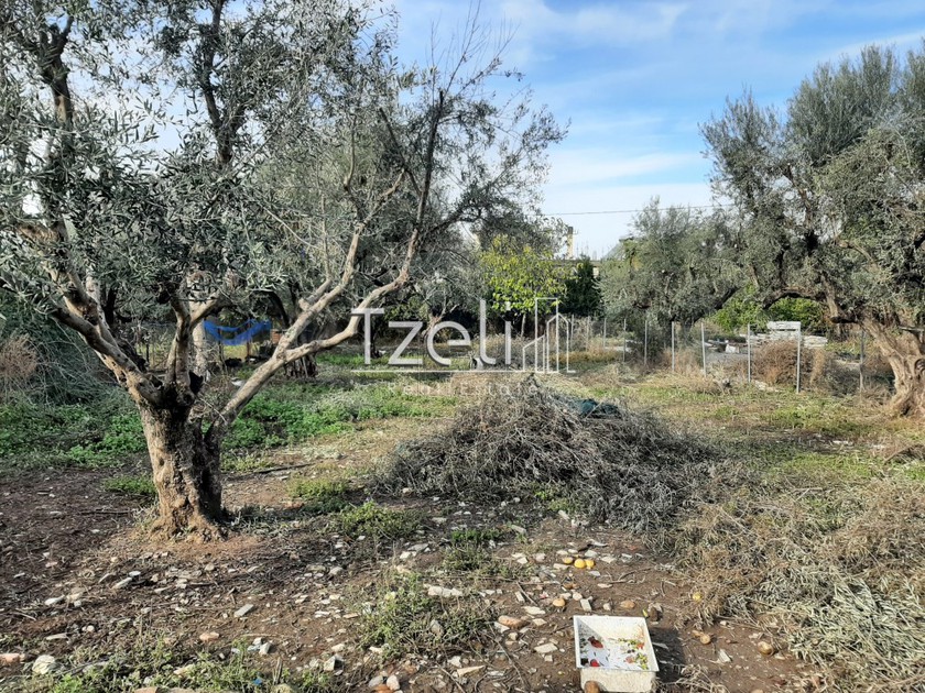Land plot 1.000sqm for rent-Messatida » Ovria