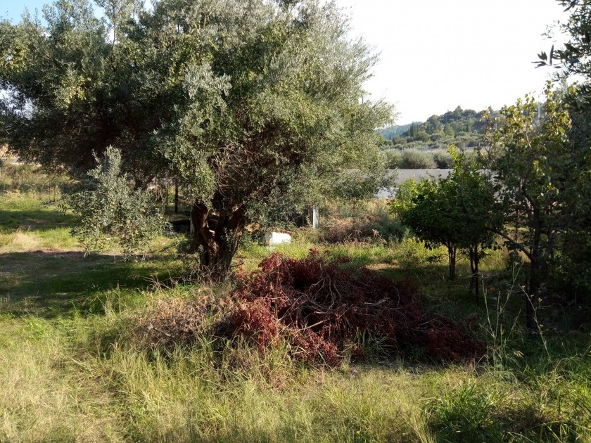 Οικόπεδο 1.000 τ.μ. για πώληση