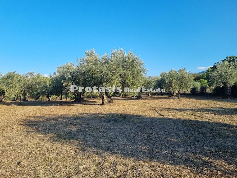 Αγροτεμάχια 3.150 τ.μ. προς πώληση, Ταξιάρχης Ωρεών