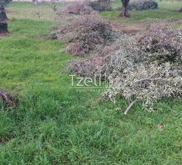 Οικόπεδο 2.250 τ.μ. για πώληση, Αχαΐα, Μεσσατίδα-thumb-7