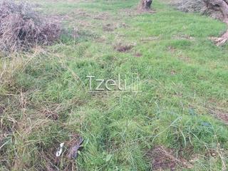 Οικόπεδο 2.250 τ.μ. για πώληση, Αχαΐα, Μεσσατίδα-thumb-8