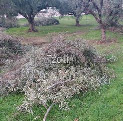 Οικόπεδο 2.250 τ.μ. για πώληση, Αχαΐα, Μεσσατίδα-thumb-15