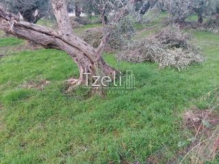 Οικόπεδο 2.250 τ.μ. για πώληση, Αχαΐα, Μεσσατίδα-thumb-17