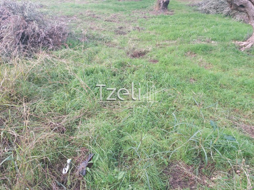 Land plot 4.500sqm for rent-Messatida » Mpakari